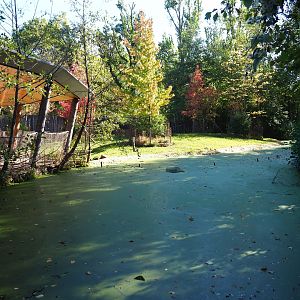 Red rivier hog exhibit and viewing area next to gorilla house (Oct 13th, 2018)