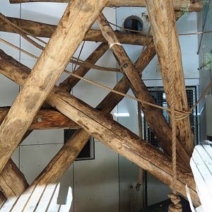 Black crested mangabey indoor housing (Oct 13th, 2018)