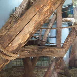 Western lowland gorilla and Black crested mangabey indoor housing (Oct 13th, 2018)