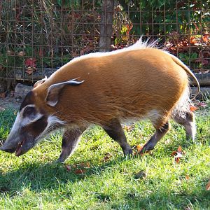 Red river hog (Potamochoerus porcus), Oct 13th, 2018