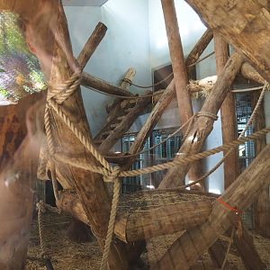 Western lowland gorilla and Black crested mangabey indoor housing (Oct 13th, 2018)