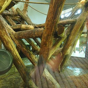 Western lowland gorilla and Black crested mangabey indoor housing (Oct 13th, 2018)