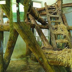 Western lowland gorilla and Black crested mangabey indoor housing (Oct 13th, 2018)