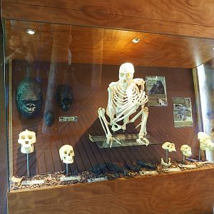 Apes educational showcase (Oct 13th, 2018)