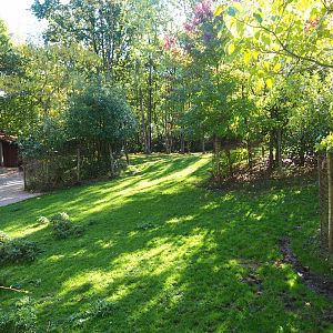 Mountain bongo paddock (Oct 13th, 2018)