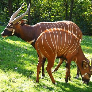 Mountain bongos (Tragelaphus eurycerus isaaci), Oct 13th, 2018