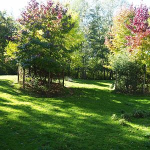 Mountain bongo paddock (Oct 13th, 2018)