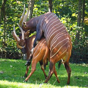 Mountain bongos (Tragelaphus eurycerus isaaci) mating (Oct 13th, 2018)