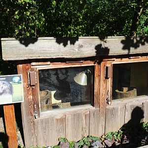 Common cusimanse shack (Oct 13th, 2018)