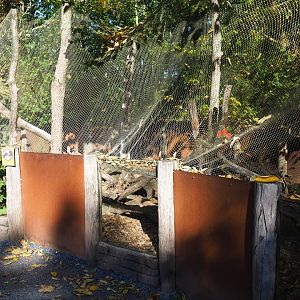 Common Cusimanse) (Crossarchus obscurus), Oct 13th, 2018