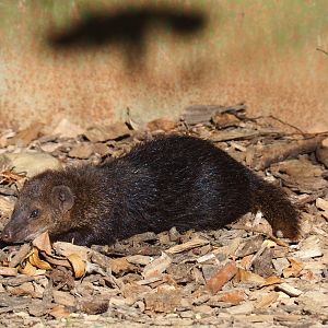 Common Cusimanse (Crossarchus obscurus), Oct 13th, 2018