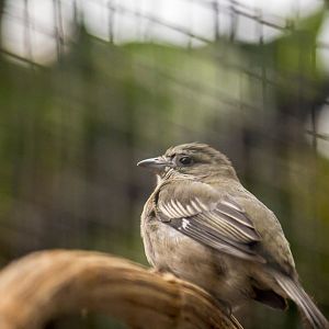 Western spindalis, Spindalis zena