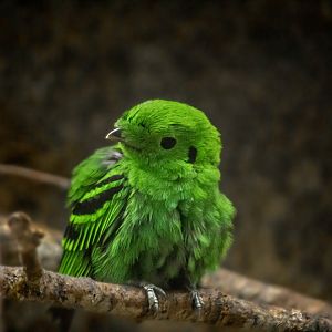 Lesser green broadbill, Calyptomena viridis