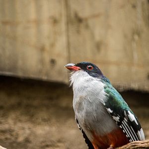 Cuban trogon, Priotelus temnurus