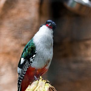 Cuban trogon, Priotelus temnurus