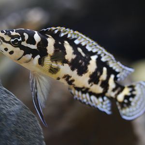 Julie (Julidochromis sp., transcriptus?)