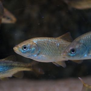 Iberian chub (Squalius pyrenaicus)