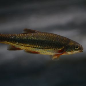 Calandino (Squalius alburnoides)