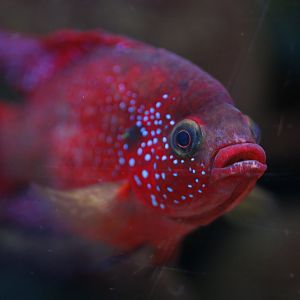 Jewel cichlid (Hemichromis bimaculatus)
