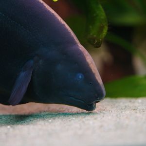 Black ghost knifefish (Apteronotus albifrons)