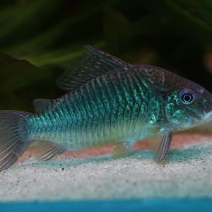 Emerald brochis (Corydoras splendens)