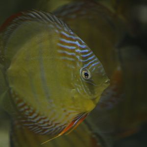 Blue discus (Symphysodon aequifasciata)