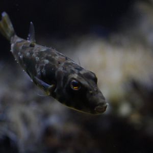 Guinean puffer (Sphoeroides marmoratus)