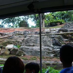 Tram Safari - Markhor