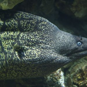 Mediterranean moray (Muraena helena)