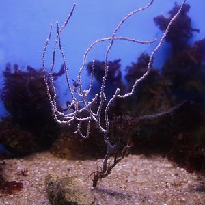 Gorgonian