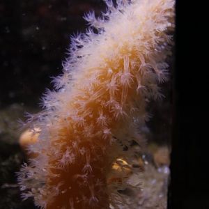 Sea pen (Veretillum cynomorium)