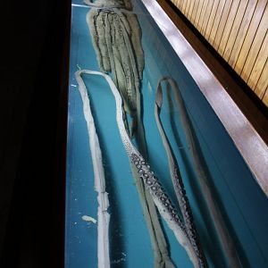 Giant squid (Architeuthis dux)