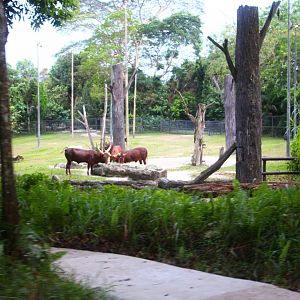 Tram Safari - Ankole Cattle