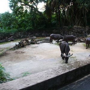 Tram Safari - Cape Buffalo