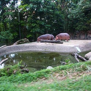 Tram Safari - Nile Hippo