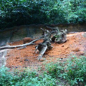 Tram Safari - Red River Hog
