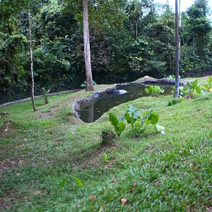 Tram Safari - Malayan Tapir