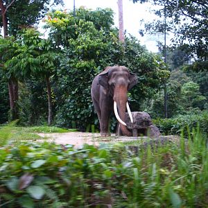 Tram Safari - Asian Elephant