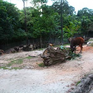 Tram Safari - Sambar