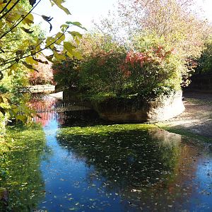 First pygmy hippopotamus exhibit (Oct 13th, 2018)