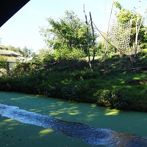 Western lowland gorilla - Black crested mangabey island and house (Oct 13th, 2018)