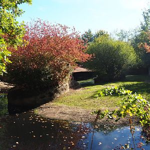 Second pygmy hippopotamus exhibit (Oct 13th, 2018)