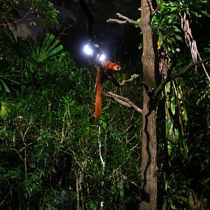 Leopard Trail - Red Giant Flying Squirrel
