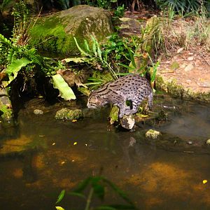 Fishing Cat Trail - Fishing Cat