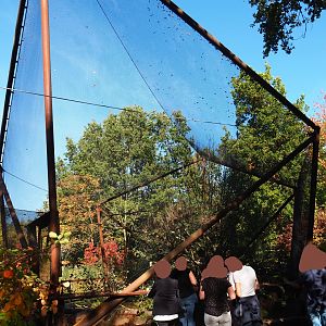 Weaver bird - Hoopoe - Knob-bille duck aviary (Oct 13th, 2018)
