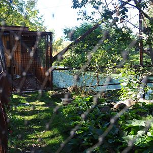 View into the Weaver bird - Hoopoe - Knob-billed duck aviary (Oct 13th, 2018)