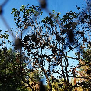 Trees with weaver bird nests (Oct 13th, 2018)