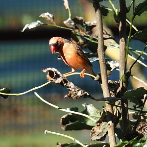 Red-billed quelea (Quelea quelea), Oct 13th, 2018