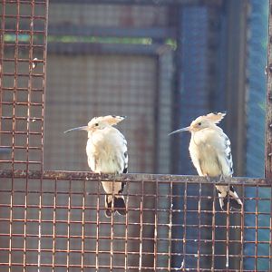 Hoopoes (Upupa epops), Oct 13th, 2018