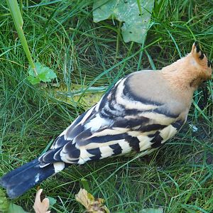 Hoopoe (Upupa epops), Oct 13th, 2018